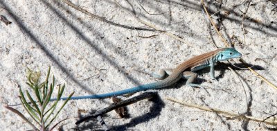 REPTILE - LIZARD - Cnemidophorus neomexicanus - NEW MEXICO WHIPTAIL - WHITE SANDS NATIONAL MONUMENT NEW MEXICO (3).JPG