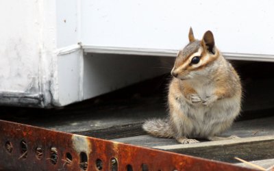 RODENT - CHIPMUNK - GREY-FOOTED CHIPMUNK - SACRAMENTO MOUNTAINS NEW MEXICO (17).JPG