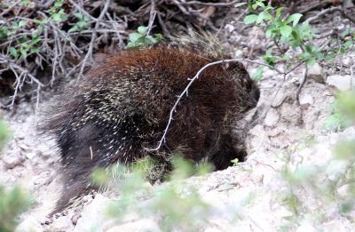 RODENT - PORCUPINE - NORTH AMERICAN PORCUPINE - SACRAMENTO MOUNTAINS NEW MEXICO - CLOUDSPORT.JPG