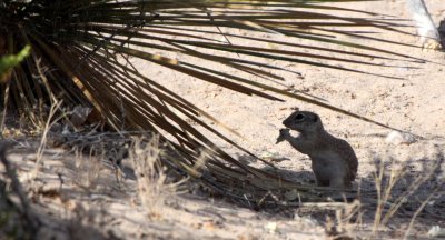 RODENT - SQUIRREL - MEXICAN GROUND SQUIRREL - LAS CRUCES NEW MEXICO - NMSU CAMPUS SOUTH SIDE (11).JPG