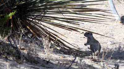 RODENT - SQUIRREL - MEXICAN GROUND SQUIRREL - LAS CRUCES NEW MEXICO - NMSU CAMPUS SOUTH SIDE (5).JPG