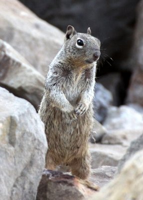 RODENT - SQUIRREL - ROCK SQUIRREL - ELEPHANT BUTTE NEW MEXICO - DAM SITE MARINA (17).JPG