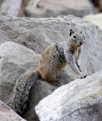 RODENT - SQUIRREL - ROCK SQUIRREL - ELEPHANT BUTTE NEW MEXICO - DAM SITE MARINA (24).JPG
