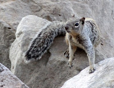 RODENT - SQUIRREL - ROCK SQUIRREL - ELEPHANT BUTTE NEW MEXICO - DAM SITE MARINA (26).JPG