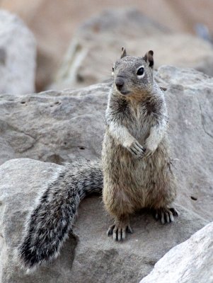 RODENT - SQUIRREL - ROCK SQUIRREL - ELEPHANT BUTTE NEW MEXICO - DAM SITE MARINA (28).JPG