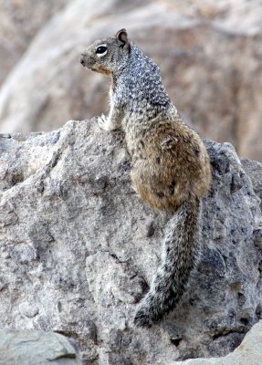 RODENT - SQUIRREL - ROCK SQUIRREL - ELEPHANT BUTTE NEW MEXICO - DAM SITE MARINA (4).JPG