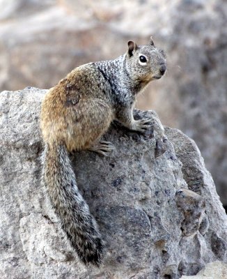 RODENT - SQUIRREL - ROCK SQUIRREL - ELEPHANT BUTTE NEW MEXICO - DAM SITE MARINA (8).JPG