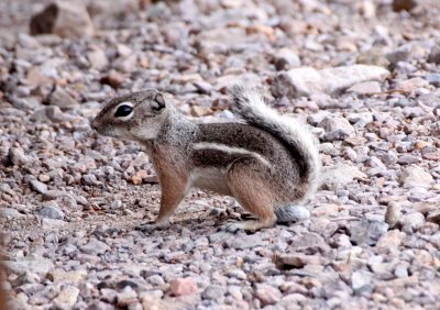 RODENT - SQUIRREL - TEXAS ANTELOPE SQUIRREL - DRIPPING SPRING NATURAL AREA NEW MEXICO (12).JPG