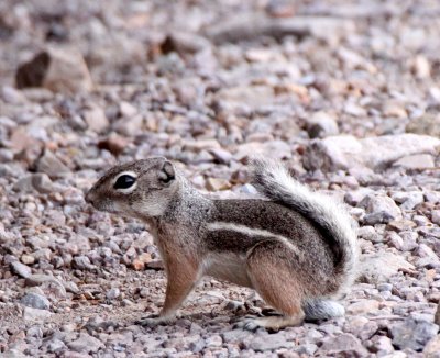 RODENT - SQUIRREL - TEXAS ANTELOPE SQUIRREL - DRIPPING SPRING NATURAL AREA NEW MEXICO (13).JPG