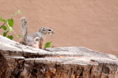 RODENT - SQUIRREL - TEXAS ANTELOPE SQUIRREL - DRIPPING SPRING NATURAL AREA NEW MEXICO (15).JPG