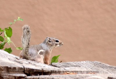 RODENT - SQUIRREL - TEXAS ANTELOPE SQUIRREL - DRIPPING SPRING NATURAL AREA NEW MEXICO (16).JPG