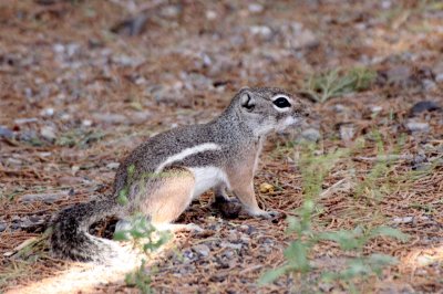 RODENT - SQUIRREL - TEXAS ANTELOPE SQUIRREL - DRIPPING SPRING NATURAL AREA NEW MEXICO (5).JPG