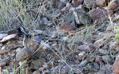 RODENT - SQUIRREL - TEXAS ANTELOPE SQUIRREL - FRANKLIN MOUNTAINS STATE PARK TEXAS (4).JPG