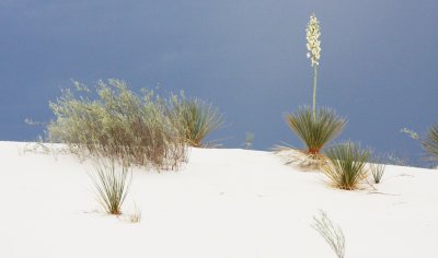AGAVACEAE - YUCCA ELATA - SOAPTREE YUCCA - WHIPPLE YUCCA - WHITE SANDS NATIONAL MONUMENT NEW MEXICO (2).JPG