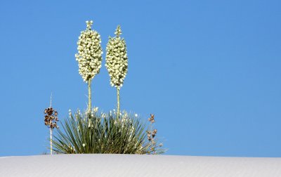 Plants of Southern New Mexico