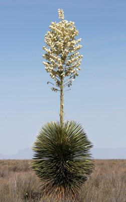 AGAVACEAE - YUCCA ELATA - SOAPTREE YUCCA - WHITE SANDS NATIONAL MONUMENT, NEW MEXICO.JPG