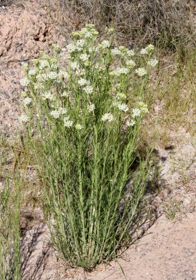 ASCLEPIADIACEAE - Asclepias labriformis - POISON MILKWEED (Could be Whorled Milkweed)- WHITE SANDS NATIONAL MONUMENT.JPG