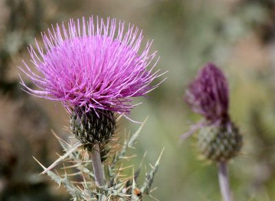 ASTERACEAE - CIRSIUM OCHROCENTRUM - YELLOW SPINE THISTLE - DRIPPING SPRING NEW MEXICO.JPG