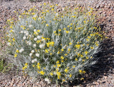 ASTERACEAE - DESERT COMPOSIT SPECIES - WHITE SANDS NATIONAL MONUMENT NEW MEXICO.JPG