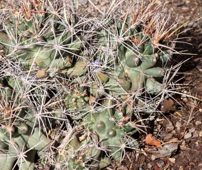 CACTACEAE - CORYPANTHA SCHEERI - GIANT HEDGEHOG - DRIPPING SPRING NEW MEXICO.JPG