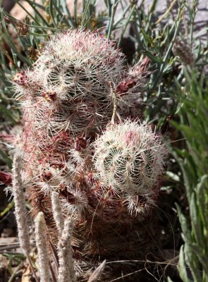 CACTACEAE - ECHINOCEREUS ENNEACANTHUS - STRAWBERRY HEDGEHOG - DRIPPING SPRING NEW MEXICO.JPG
