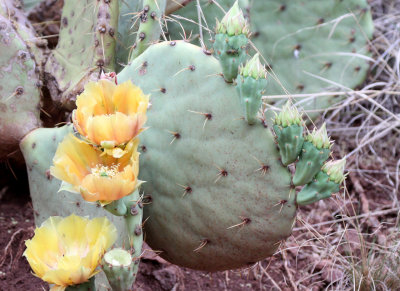 CACTACEAE - Opuntia violacea var. macrocentra - LONG-SPINE PRICKLY PEAR - WHITE SANDS NATIONAL MONUMENT (4).JPG