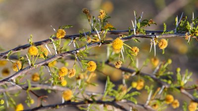 FABACEAE - ACACIA CONSTRICTA - WHITETHORN ACACIA - AGUIRRE SPRINGS NEW MEXICO.JPG