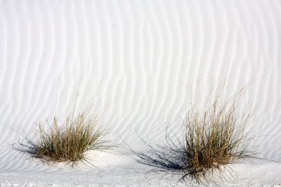 POACEAE - GRASS SPECIES - WHITE SANDS NATIONAL MONUMENT NEW MEXICO.JPG