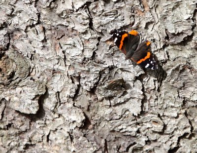 ARTHROPOD - LEPIDOPTERA - NYMPHALID SPECIES - MORTON ARBORETUM ILLINOIS.JPG