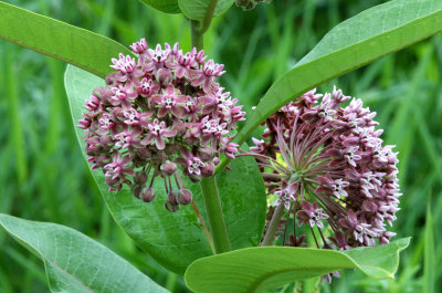 ASCLEPLADACEAE  - ASCLEPIAS SPECIES - MILKWEED - MCKEE MARSH ILLINOIS.JPG