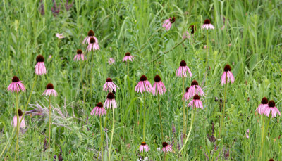 ASTERACEAE - ECHINACEA PALLIDA - PALE PURPLE CONEFLOWER - MORTON ARBORETUM ILLINOIS (2).JPG