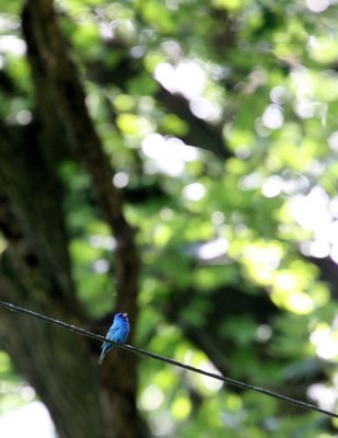 BIRD - BUNTING  - INDIGO BUNTING - LINCOLN MARSH ILLINOIS (3).JPG