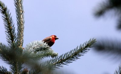 BIRD - FINCH - HOUSE FINCH - MORTON ARBORETUM ILLINOIS (2).JPG