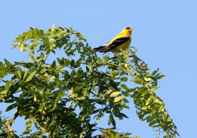 BIRD - GOLDFINCH - AMERICAN GOLDFINCH - MCKEE MARSH ILLINOIS (5).JPG