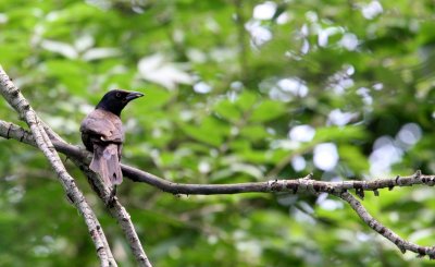 BIRD - GRACKLE - COMMON GRACKLE - LINCOLN MARSH ILLINOIS (2).JPG