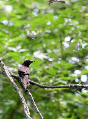 BIRD - GRACKLE - COMMON GRACKLE - LINCOLN MARSH ILLINOIS.JPG