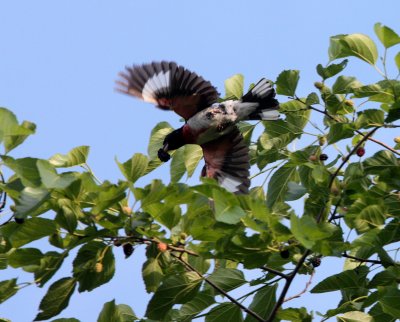 BIRD - GROSSBEAK - ROSE-BREASTED GROSSBEAK - MCKEE MARSH ILLINOIS (4).JPG