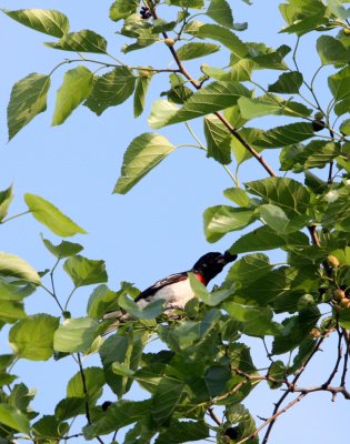 BIRD - GROSSBEAK - ROSE-BREASTED GROSSBEAK - MCKEE MARSH ILLINOIS.JPG