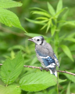 BIRD - JAY - BLUE JAY - MCKEE MARSH ILLINOIS (5).JPG
