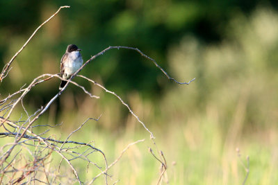 BIRD - KINGBIRD - EASTERN KINGBIRD - MCKEE MARSH ILLINOIS (6).JPG
