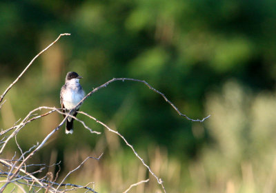 BIRD - KINGBIRD - EASTERN KINGBIRD - MCKEE MARSH ILLINOIS.JPG