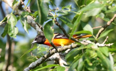 BIRD - ORIOLE - BALTIMORE ORIOLE - MCKEE MARSH ILLINOIS (2).JPG