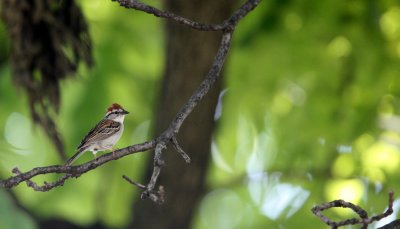 BIRD - SPARROW - CHIPPING SPARROW - WHEATON ILLINOIS (4).JPG