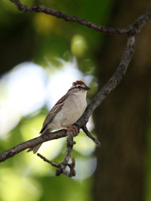 BIRD - SPARROW - CHIPPING SPARROW - WHEATON ILLINOIS (7).JPG