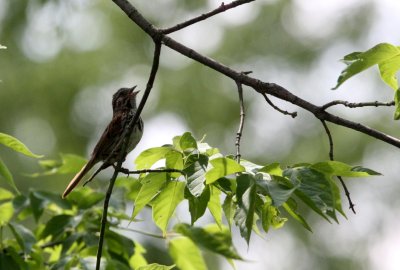 BIRD - SPARROW - SONG SPARROW - LINCOLN MARSH ILLINOIS.JPG