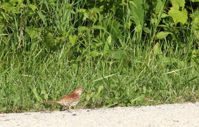 BIRD - THRASHER - BROWN THRASHER - MCKEE MARSH ILLINOIS (2).JPG