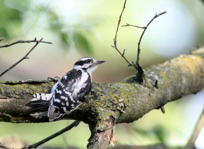 BIRD - WOODPECKER - DOWNY WOODPECKER - MCKEE MARSH ILLINOIS (7).JPG