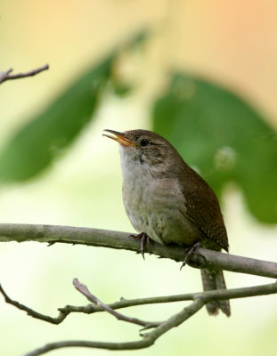 BIRD - WREN - HOUSE WREN - MORTON ARBORETUM ILLINOIS (11).JPG