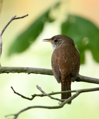 BIRD - WREN - HOUSE WREN - MORTON ARBORETUM ILLINOIS (12).JPG