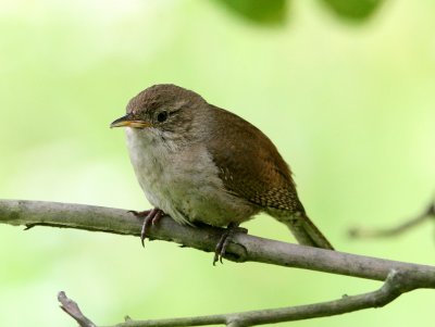 BIRD - WREN - HOUSE WREN - MORTON ARBORETUM ILLINOIS (7).JPG